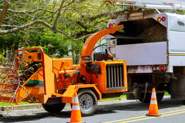 Leaf Removal in Mead, WA