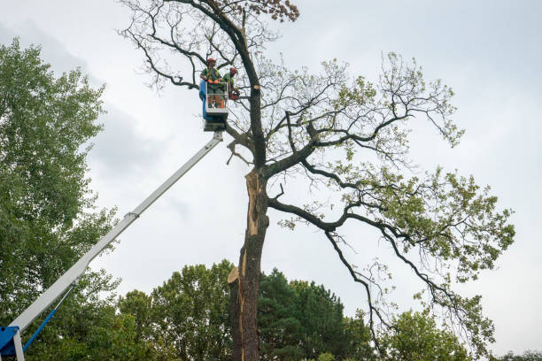 Best Tree Risk Assessment  in Mead, WA