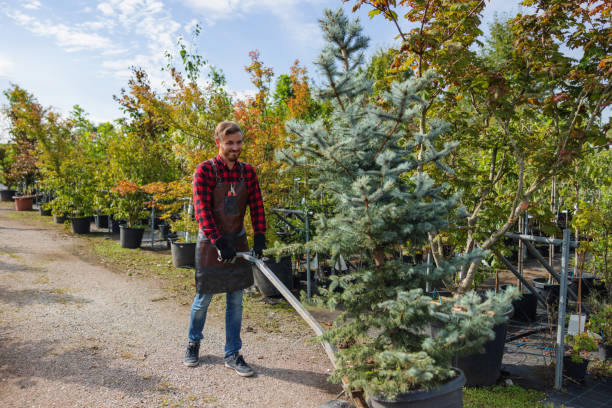 Mead, WA  Tree Services Company